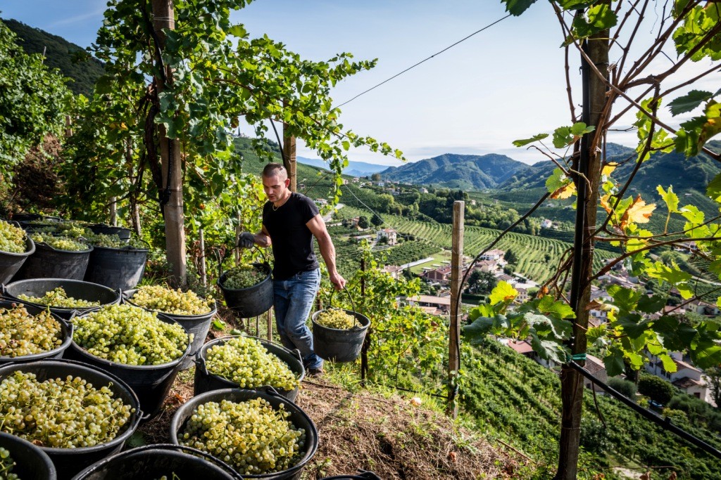 Col Vetoraz 2022 harvest Col Vetoraz 2022 harvest