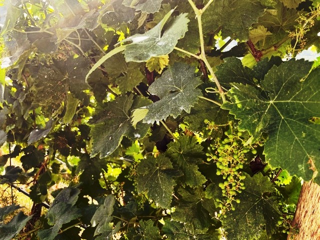 Notes from Col Vetoraz vineyards Notes from Col Vetoraz vineyards
