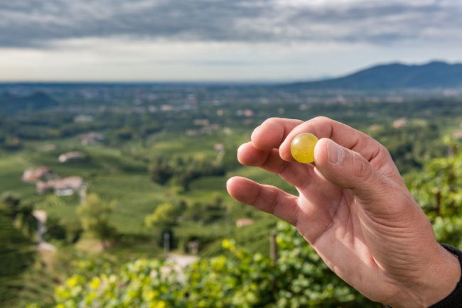 Le colline tra Valdobbiadene e Conegliano ospitano la coltivazione della vite da oltre otto secoli.