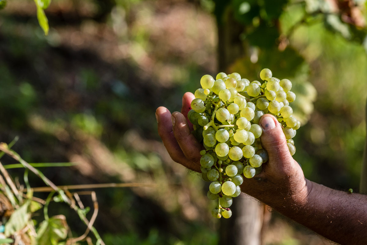 La storia del nome “Prosecco”: perché oggi Col Vetoraz sceglie di parlare di Valdobbiadene DOCG Per Col Vetoraz, dire Valdobbiadene DOCG significa scegliere precisione, coerenza e appartenenza.