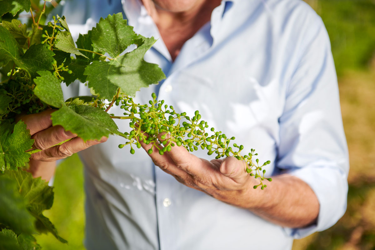 La storia del nome “Prosecco”: perché oggi Col Vetoraz sceglie di parlare di Valdobbiadene DOCG Dalla vendemmia 2017, Col Vetoraz ha scelto di togliere la parola “prosecco” dalle etichette e dalla comunicazione.