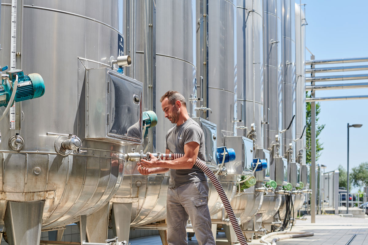 La denominazione Prosecco DOC si estende su un’area molto ampia, distribuita tra Veneto e Friuli.