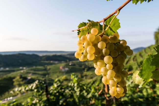 Mettere al centro la collina significa scegliere un linguaggio preciso.
