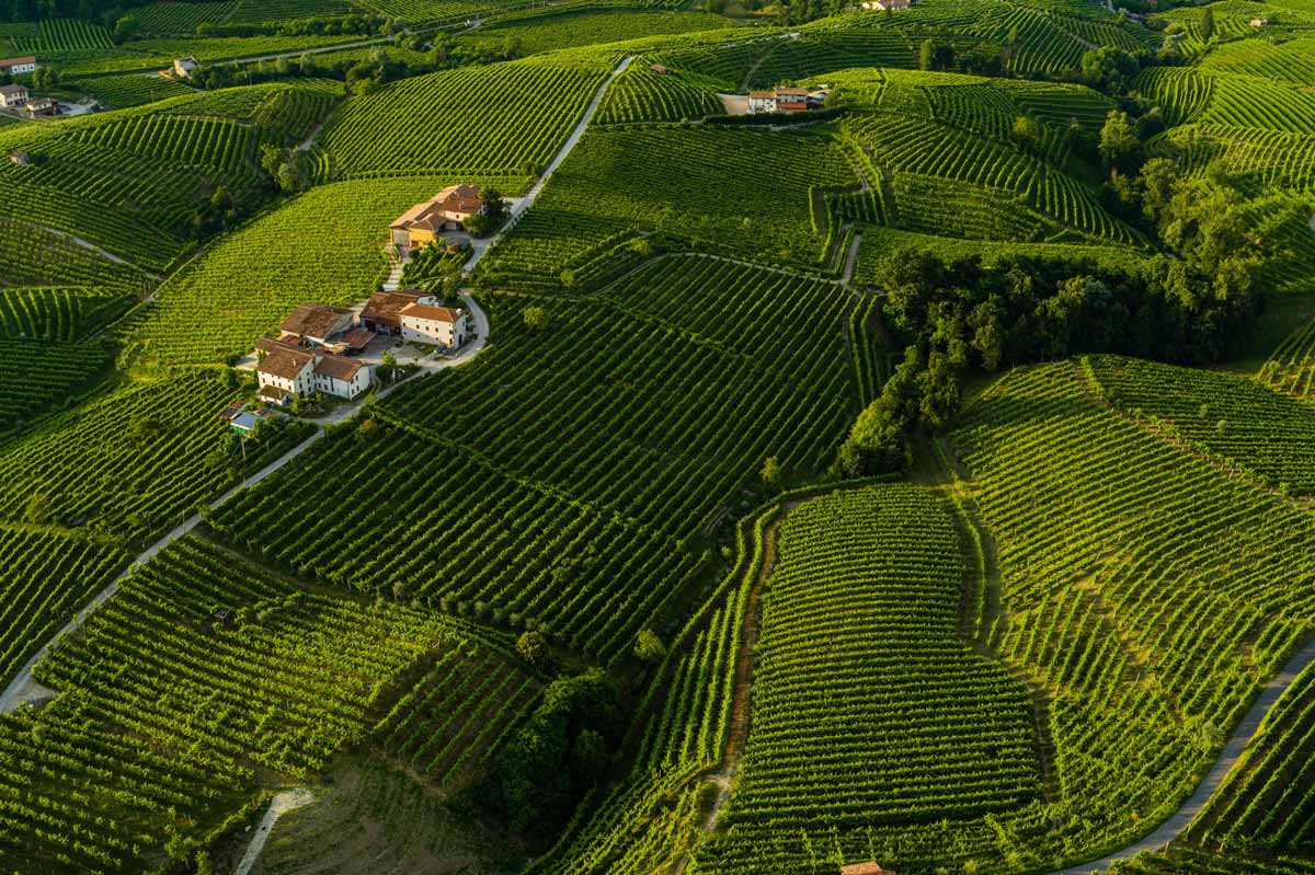 Cosa significa Millesimato: le differenze tra Cuvée e Millesimato Vigneti esposti a Mezzodì per Valdobbiadene DOCG Millesimato