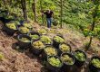 Vendemmia a mano presso vigneti Col Vetoraz