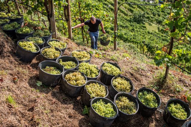 Vendemmia a mano presso vigneti Col Vetoraz