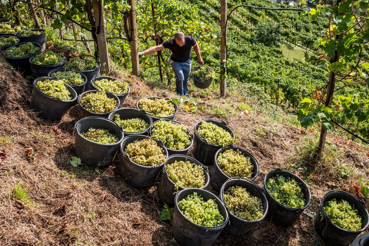 Conegliano Valdobbiadene Prosecco Superiore DOCG: il valore della vendemmia a mano Vendemmia a mano presso vigneti Col Vetoraz