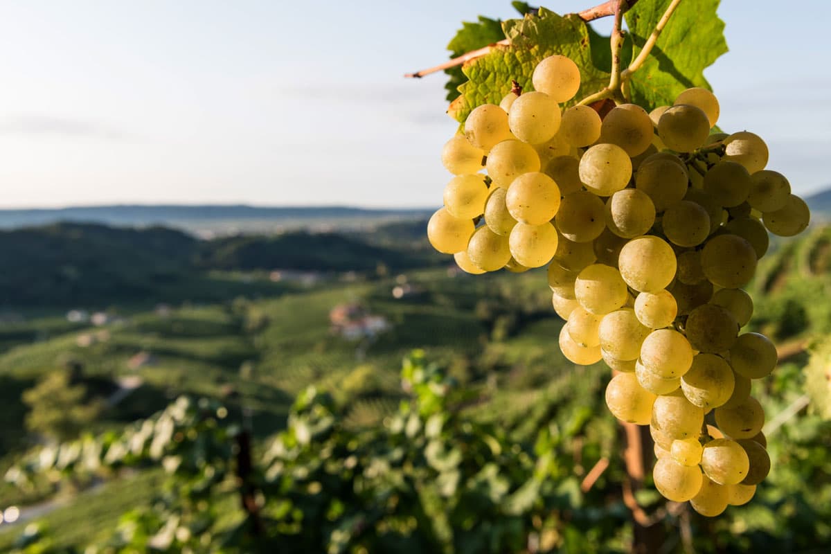 Conegliano Valdobbiadene Prosecco Superiore DOCG: il valore della vendemmia a mano Grappolo di uva Glera pronto per la raccolta a mano