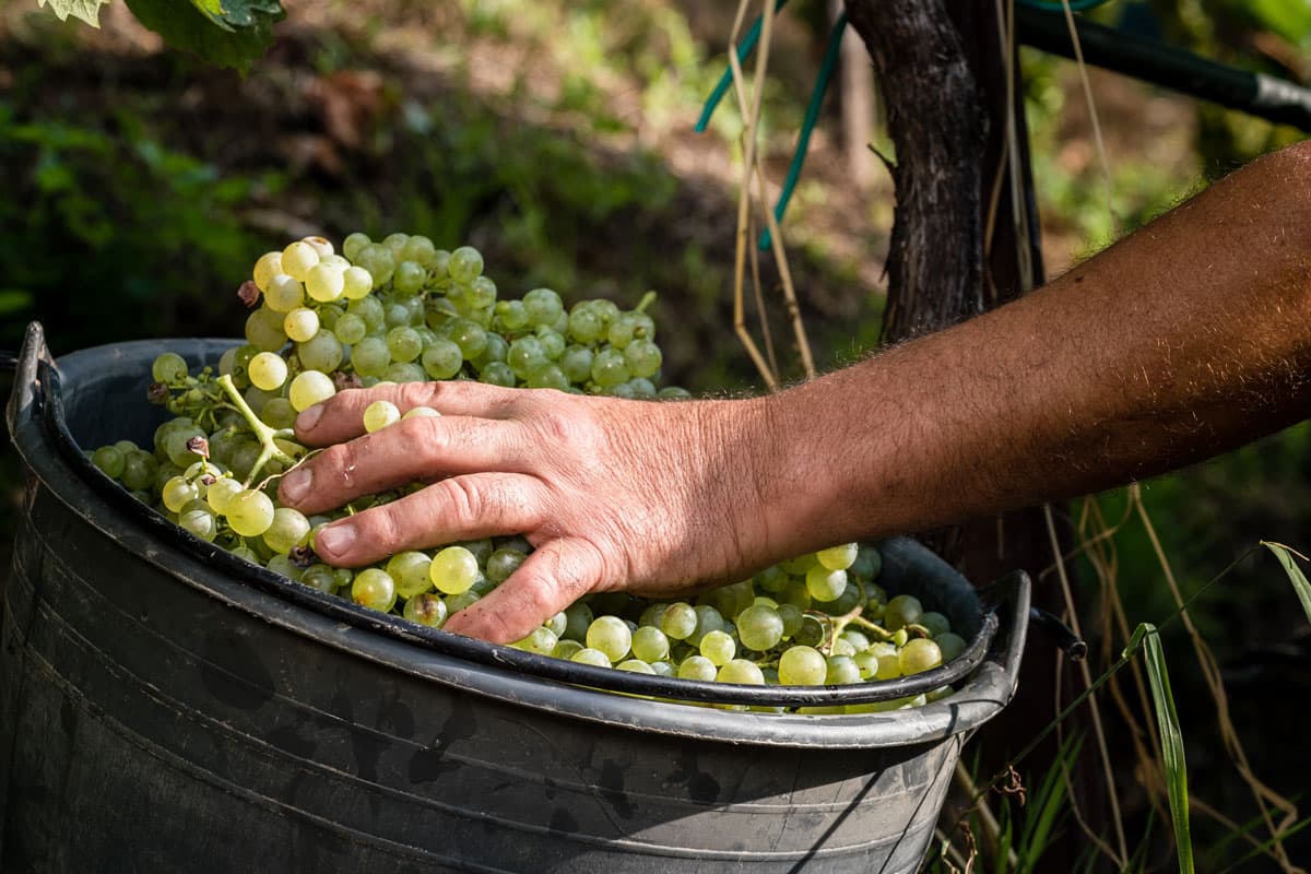 Conegliano Valdobbiadene Prosecco Superiore DOCG: il valore della vendemmia a mano