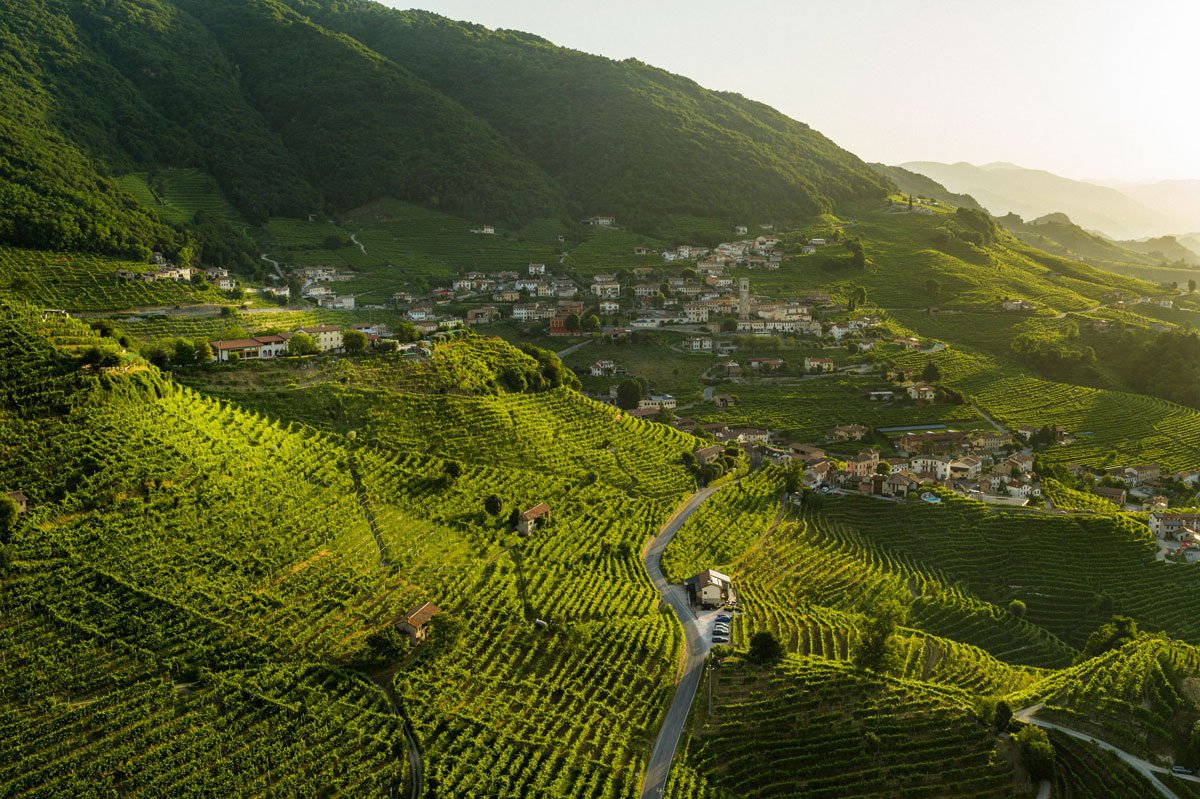 Raccolta delle uve: perché a Valdobbiadene è ancora un gesto manuale Grappoli di Glera raccolti nelle colline di Valdobbiadene