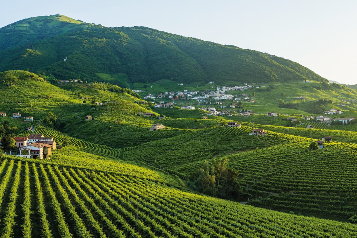 Vino veneto: denominazioni, territori e valore del Valdobbiadene DOCG