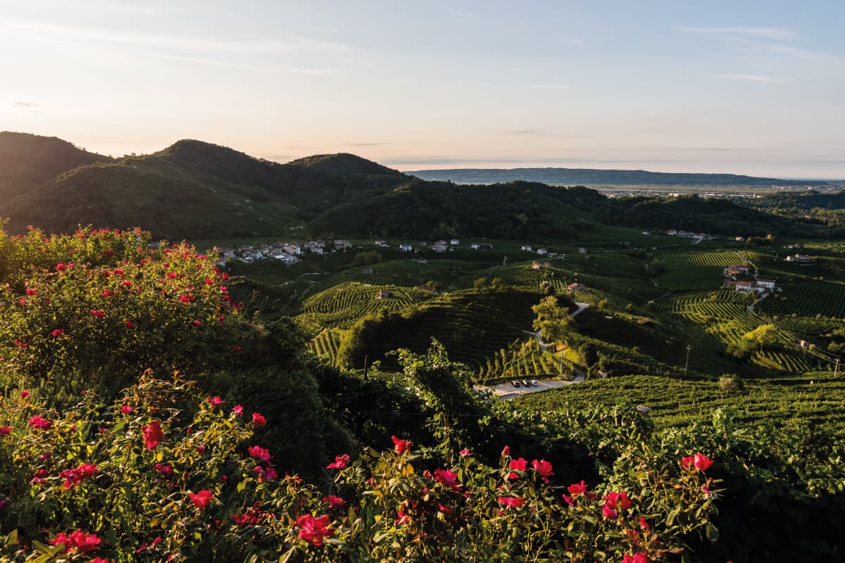 Vino veneto: denominazioni, territori e valore del Valdobbiadene DOCG Colline di Valdobbiadene patrimonio vitivinicolo del Veneto