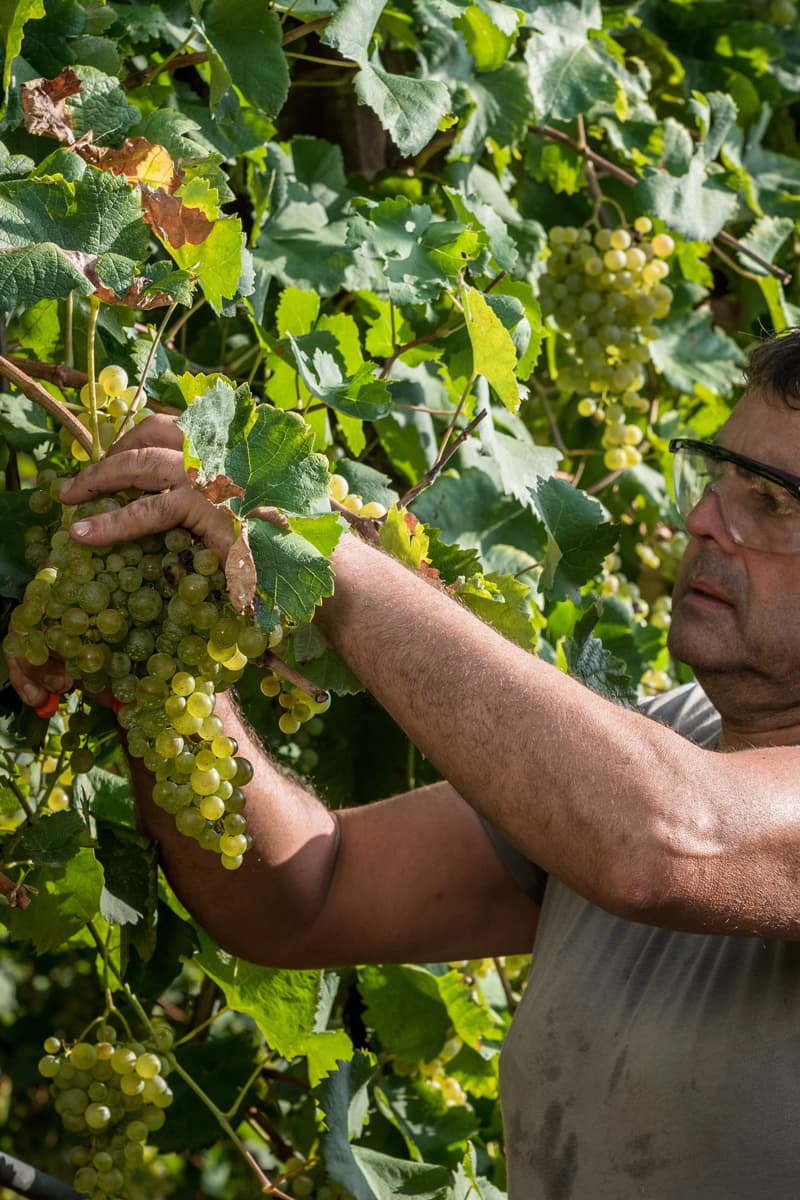Vendemmia presso Col Vetoraz 2024