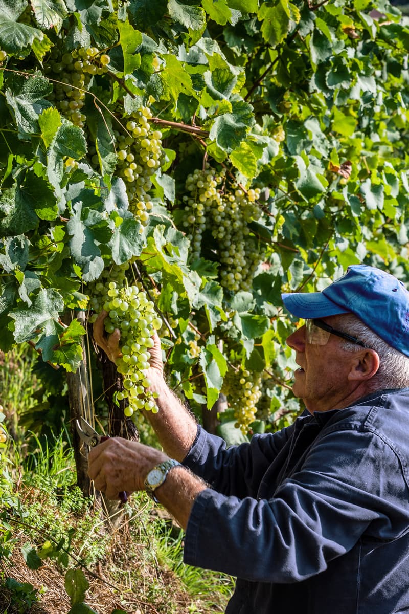 Vendemmia presso Col Vetoraz 2025