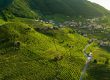 Panorama delle Colline del Prosecco di Conegliano e Valdobbiadene