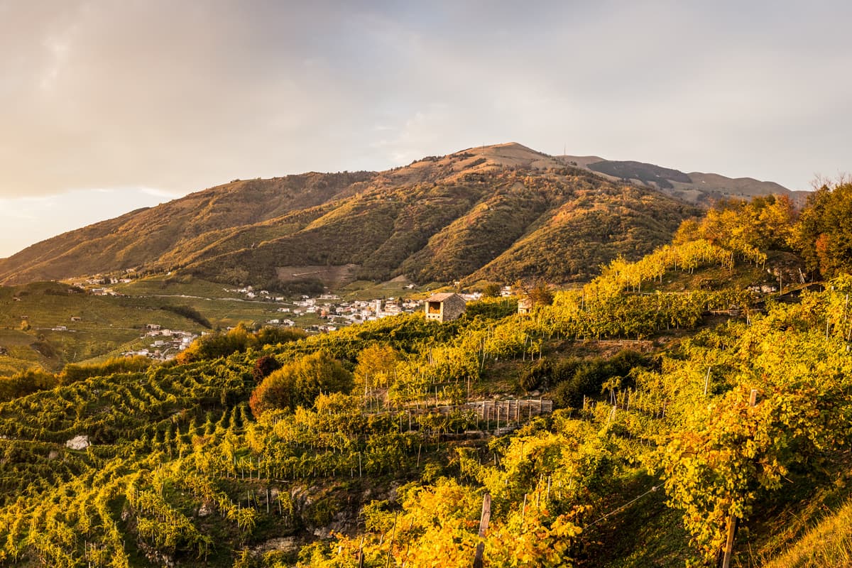 San Pietro di Barbozza, nel cuore delle colline di Valdobbiadene Filari sulle colline tra San Pietro di Barbozza e Valdobbiadene