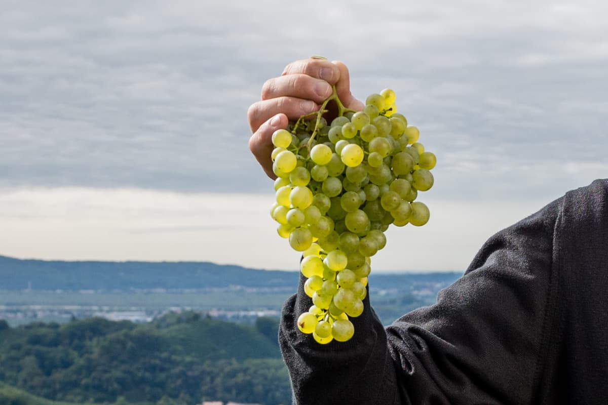 Glera: il vitigno da cui nasce il Conegliano Valdobbiadene Prosecco Superiore DOCG Grappoli di Glera nelle colline di Valdobbiadene