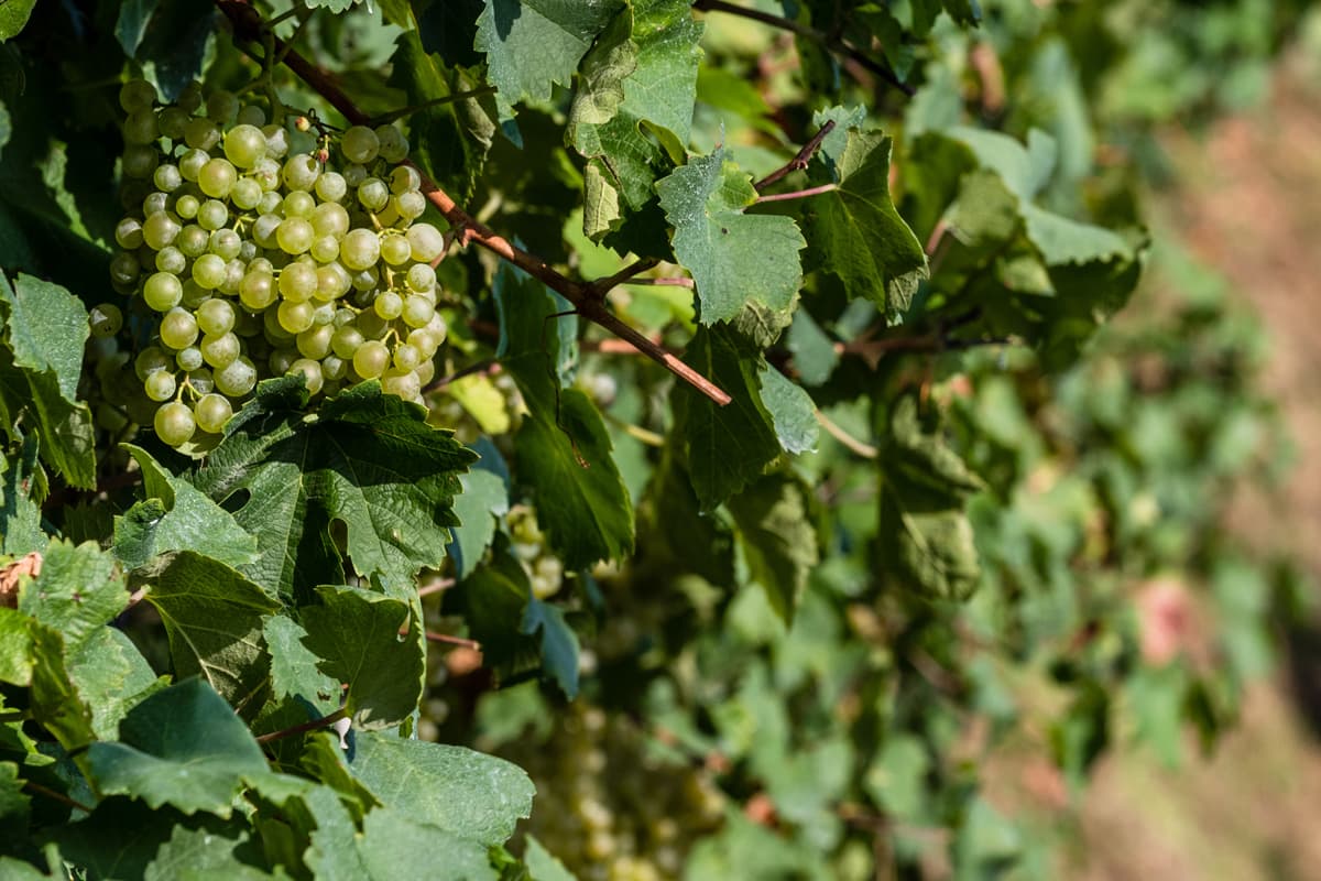 Glera: il vitigno da cui nasce il Conegliano Valdobbiadene Prosecco Superiore DOCG Dettaglio dei grappoli di Glera prima della vendemmia