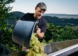 Vendemmia 2026: quando la natura sorprende