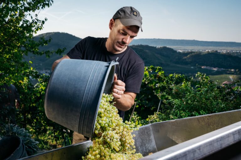 Vendemmia 2026: quando la natura sorprende
