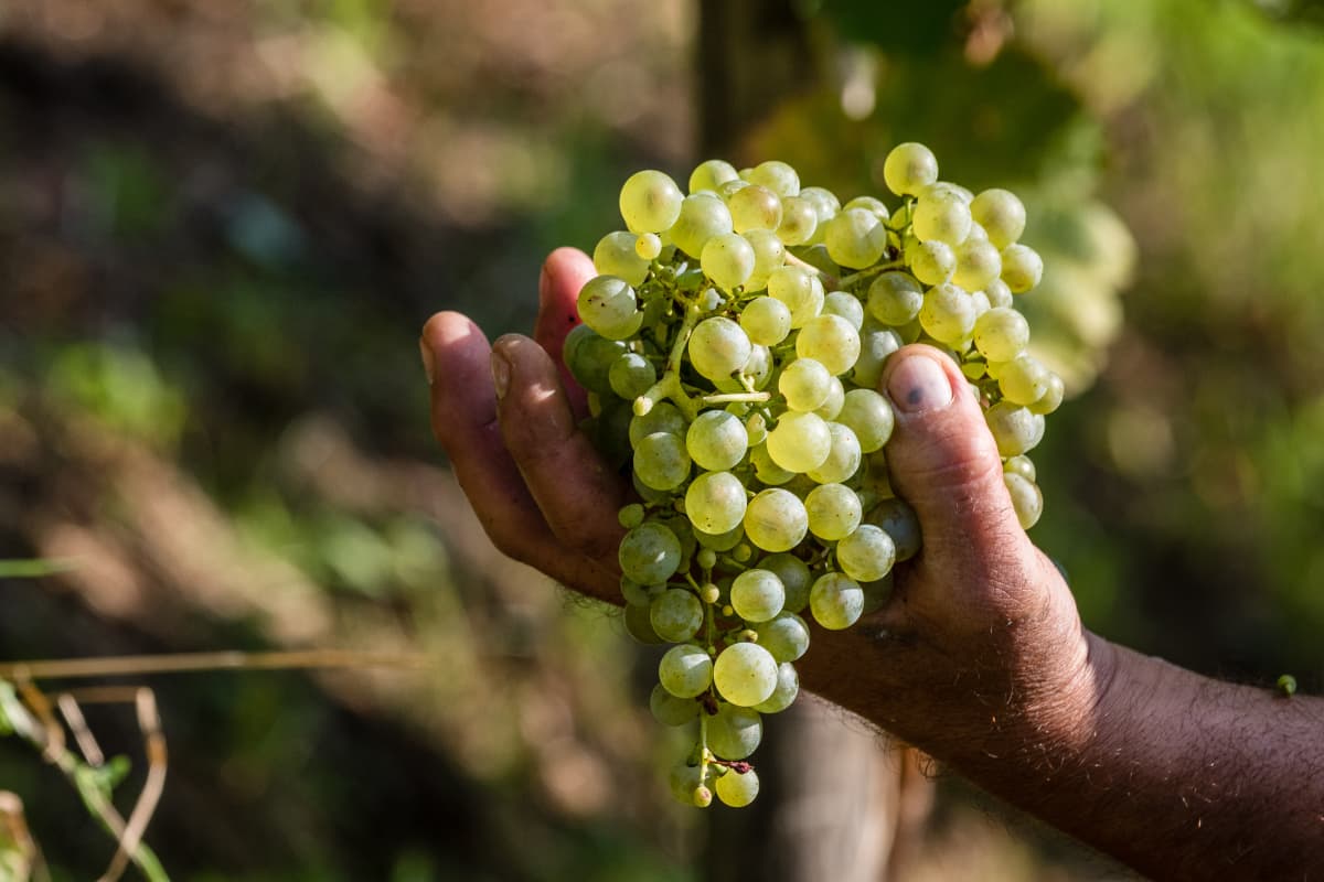 Vendemmia 2026: quando la natura sorprende Grappolo d'uva raccolto durante la vendemmia 2026